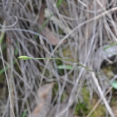 Glossodia major (Wax Lip Orchid) at Point 4010 - 25 Sep 2016 by catherine.gilbert