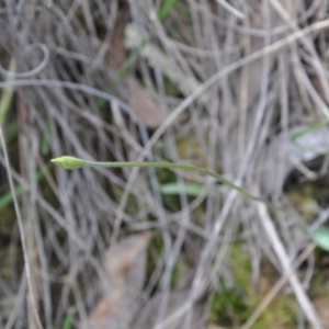 Glossodia major at Undefined Area - suppressed