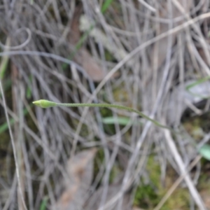 Glossodia major at Point 4010 - 25 Sep 2016