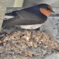 Hirundo neoxena (Welcome Swallow) at Kambah, ACT - 8 Oct 2016 by JohnBundock