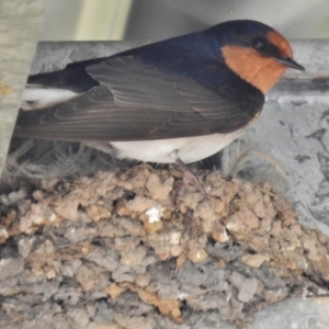 Hirundo neoxena at Kambah, ACT - 8 Oct 2016 01:05 PM