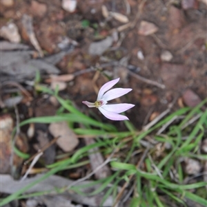 Caladenia fuscata at Point 4010 - 25 Sep 2016