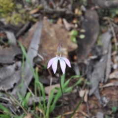 Caladenia fuscata (Dusky Fingers) at Aranda, ACT - 25 Sep 2016 by catherine.gilbert