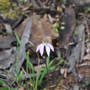 Caladenia fuscata at Point 4010 - 25 Sep 2016