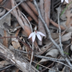 Caladenia sp. (A Caladenia) at Point 4010 - 25 Sep 2016 by catherine.gilbert