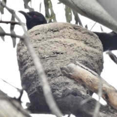 Corcorax melanorhamphos (White-winged Chough) at Kambah, ACT - 8 Oct 2016 by JohnBundock