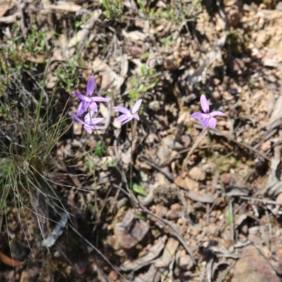 Glossodia major (Wax Lip Orchid) at Black Mountain - 16 Oct 2016 by ibaird