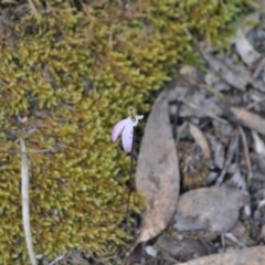 Caladenia fuscata (Dusky Fingers) at Aranda, ACT - 25 Sep 2016 by catherine.gilbert