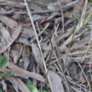 Glossodia major at Point 4010 - suppressed