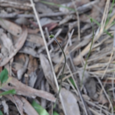 Glossodia major (Wax Lip Orchid) at Point 4010 - 25 Sep 2016 by catherine.gilbert