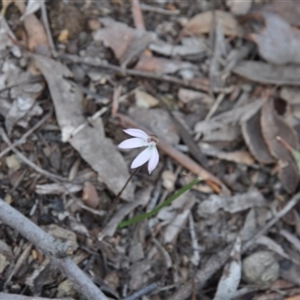 Caladenia fuscata at Point 4010 - 25 Sep 2016