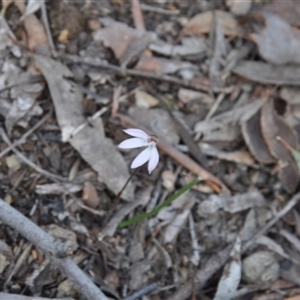 Caladenia fuscata at Undefined Area - suppressed