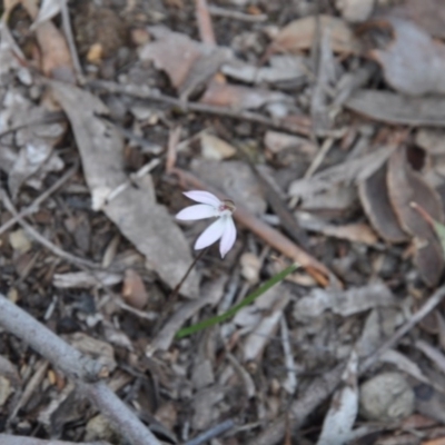 Caladenia fuscata (Dusky Fingers) at Aranda, ACT - 25 Sep 2016 by catherine.gilbert