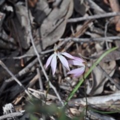 Caladenia fuscata (Dusky Fingers) at Aranda, ACT - 25 Sep 2016 by catherine.gilbert