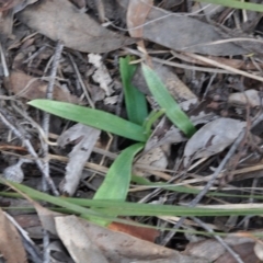 Glossodia major (Wax Lip Orchid) at Aranda, ACT - 25 Sep 2016 by catherine.gilbert