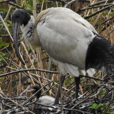 Threskiornis molucca (Australian White Ibis) at Tidbinbilla Nature Reserve - 8 Oct 2016 by JohnBundock