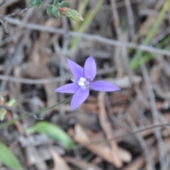 Glossodia major (Wax Lip Orchid) at Point 4010 - 25 Sep 2016 by catherine.gilbert