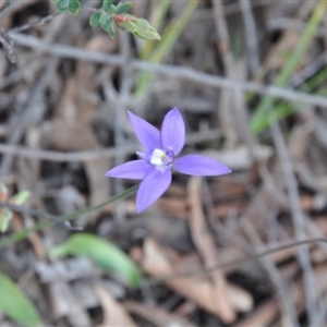 Glossodia major at Point 4010 - suppressed