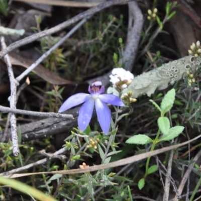 Cyanicula caerulea (Blue Fingers, Blue Fairies) at Point 4010 - 25 Sep 2016 by catherine.gilbert