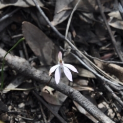 Caladenia fuscata (Dusky Fingers) at Aranda, ACT - 25 Sep 2016 by catherine.gilbert