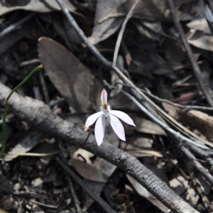 Caladenia fuscata at Point 4010 - 25 Sep 2016