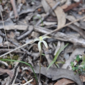 Caladenia ustulata at Point 4010 - 25 Sep 2016