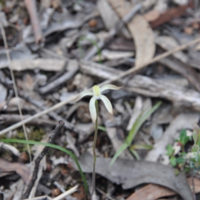 Caladenia ustulata (Brown Caps) at Point 4010 - 25 Sep 2016 by catherine.gilbert