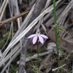 Caladenia fuscata at Point 4010 - suppressed