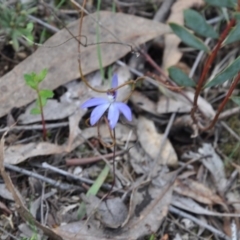 Cyanicula caerulea (Blue Fingers, Blue Fairies) at Point 4010 - 25 Sep 2016 by catherine.gilbert