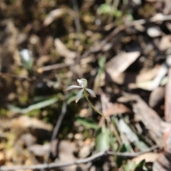 Caladenia ustulata (Brown Caps) at Black Mountain - 16 Oct 2016 by ibaird