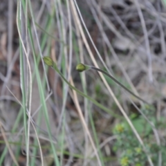 Glossodia major (Wax Lip Orchid) at Aranda, ACT - 25 Sep 2016 by catherine.gilbert