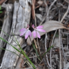 Caladenia fuscata (Dusky Fingers) at Point 4010 - 25 Sep 2016 by catherine.gilbert