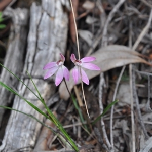 Caladenia fuscata at Point 4010 - 25 Sep 2016