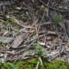 Glossodia major (Wax Lip Orchid) at Aranda, ACT - 25 Sep 2016 by catherine.gilbert