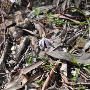 Caladenia fuscata at Point 4010 - 25 Sep 2016