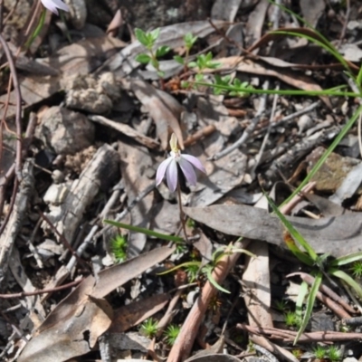 Caladenia fuscata (Dusky Fingers) at Point 4010 - 25 Sep 2016 by catherine.gilbert