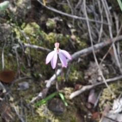 Caladenia fuscata (Dusky Fingers) at Aranda, ACT - 25 Sep 2016 by catherine.gilbert