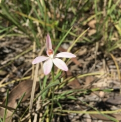Caladenia carnea (Pink Fingers) at Canberra Central, ACT - 16 Oct 2016 by ibaird