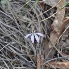 Caladenia fuscata (Dusky Fingers) at Point 4010 - 25 Sep 2016 by catherine.gilbert