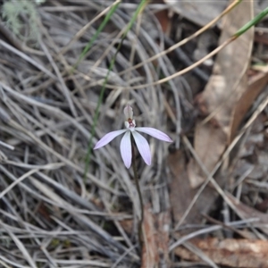 Caladenia fuscata at Point 4010 - 25 Sep 2016