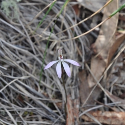 Caladenia fuscata (Dusky Fingers) at Point 4010 - 25 Sep 2016 by catherine.gilbert