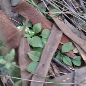 Pterostylis nutans at Point 4010 - 25 Sep 2016