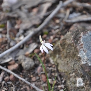 Caladenia fuscata at Point 4010 - 25 Sep 2016