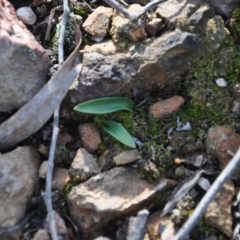 Glossodia major (Wax Lip Orchid) at Point 4010 - 25 Sep 2016 by catherine.gilbert