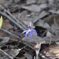 Cyanicula caerulea (Blue Fingers, Blue Fairies) at Aranda, ACT - 25 Sep 2016 by catherine.gilbert