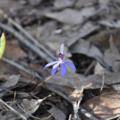 Cyanicula caerulea (Blue Fingers, Blue Fairies) at Point 4010 - 25 Sep 2016 by catherine.gilbert