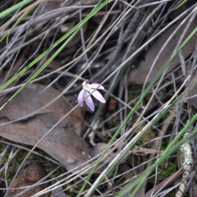 Caladenia fuscata (Dusky Fingers) at Point 4010 - 25 Sep 2016 by catherine.gilbert