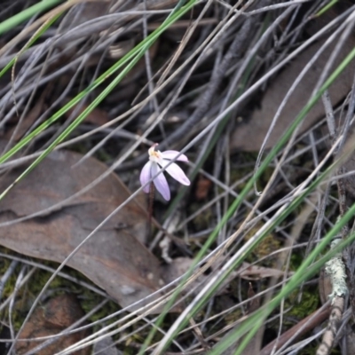 Caladenia fuscata (Dusky Fingers) at Aranda, ACT - 25 Sep 2016 by catherine.gilbert