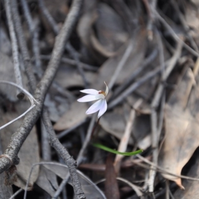 Caladenia fuscata (Dusky Fingers) at Point 4010 - 25 Sep 2016 by catherine.gilbert
