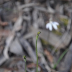 Glossodia major (Wax Lip Orchid) at Aranda, ACT - 25 Sep 2016 by catherine.gilbert